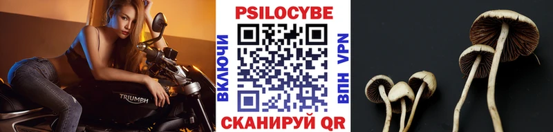 Купить Тавда Псилоцибиновые грибы MAGIC MUSHROOMS